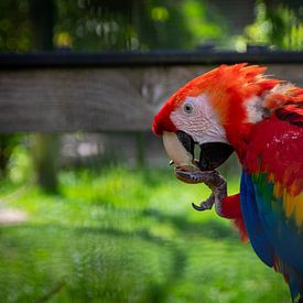 The eating yellow-winged macaw. by Denise Vlieland