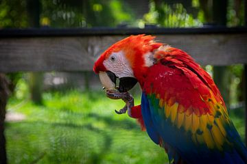 The eating yellow-winged macaw. by Denise Vlieland