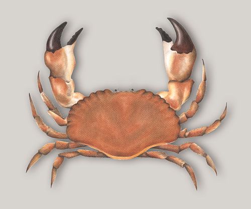 Nordseekrabbe in Bleistift und Pastell