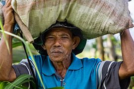 Hard worker in the rice fields of the Indonesian island of Flores