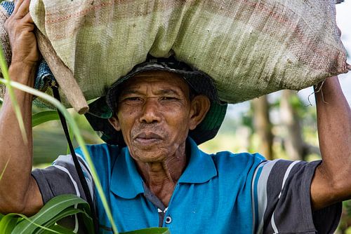 Harde werker op de rijstvelden van het Indonesische eiland Flores