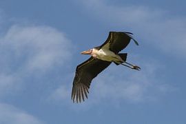 African marabou in flight by Marijke Arends-Meiring