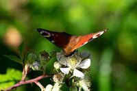 Paon sur des ronces blanches