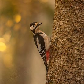 Great spotted woodpecker by Aukje Ploeg