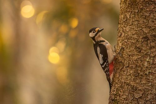 Great spotted woodpecker by Aukje Ploeg