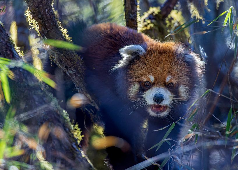 Kleine panda bamboe etend van Lennart Verheuvel