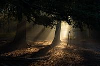 douce lumière matinale dans la forêt de mâts
