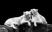White lions