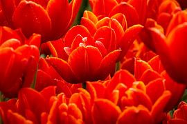 Red tulips by Studio Mirabelle