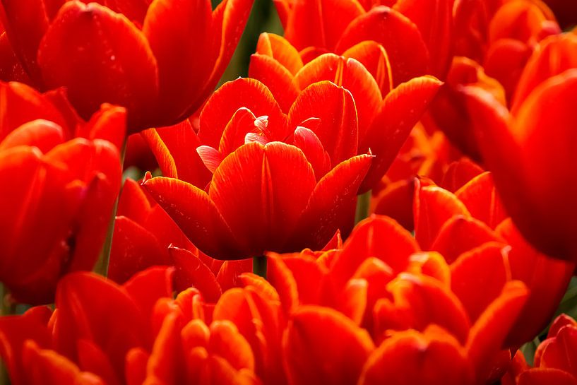 Fel rode tulpen von Studio Mirabelle