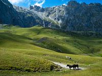 Horses in the Picos de Europa