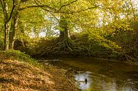 Protected Brook near Winterswijk