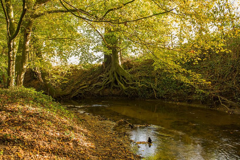 Protected Brook near Winterswijk by Tonko Oosterink