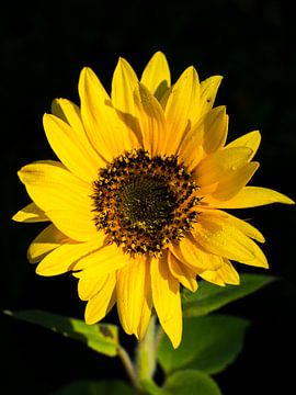 Sunflower with leaves
