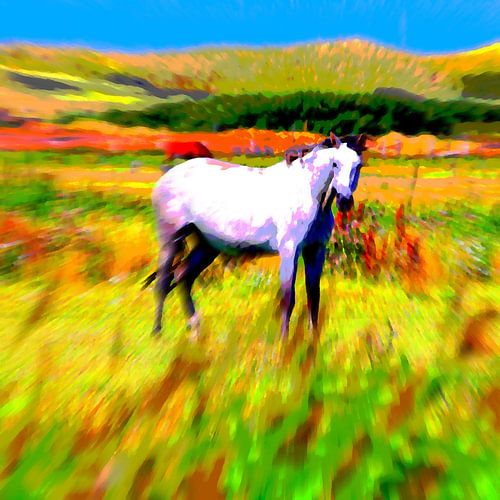 Schimmel in het wild