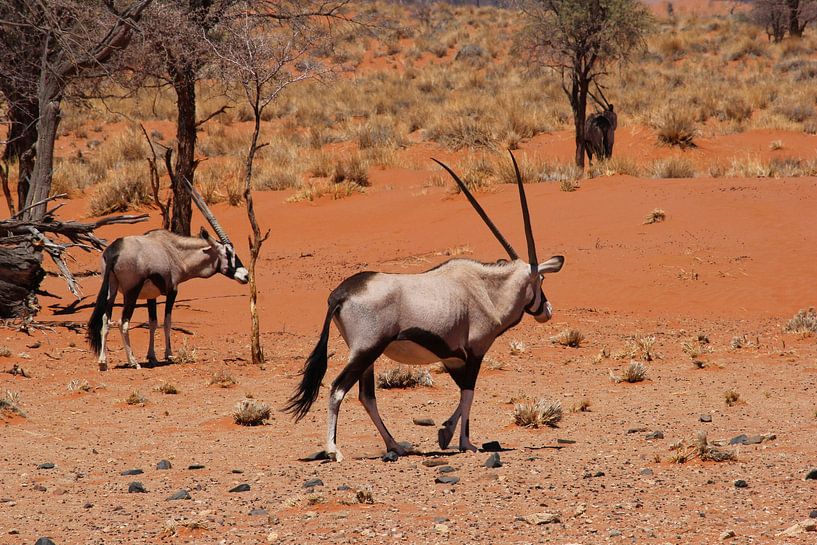 Gemsböcke (Oryx) von Inge Hogenbijl