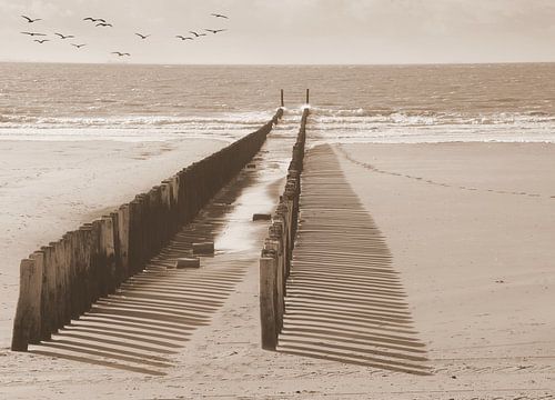 Pileheads Zeeland in sepia