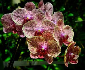 Gelbe rote Phalaenopsis-Orchidee