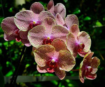 Orchidée phalaenopsis jaune rouge sur Karel Frielink