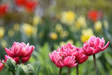 Des tulipes au jardin au printemps sur Claude Laprise