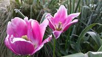 roze tulpen in bloei  van Mr.Passionflower thumbnail