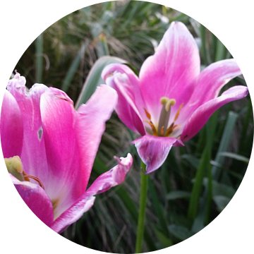 roze tulpen in bloei  van Mr.Passionflower