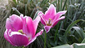 roze tulpen in bloei  by Mr.Passionflower