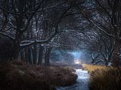 Parc national d'hiver Sallandse heuvelrug par Martijn van Steenbergen Aperçu