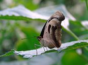 Catonephele numilia ( Tropische vlinders ) Collectie 2018 van Jan van Bruggen thumbnail