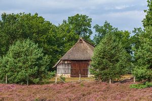 Bauernhaus in Heidelandschaft,Heideblüte, Niederhaverbeck, Naturpark Lüneburger Heide, Niedersachsen