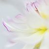 Dahlia in soft focus von Minie Drost