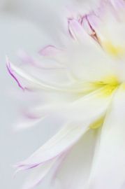 Dahlia in soft focus by Minie Drost