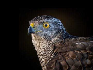 The hawk's penetrating gaze