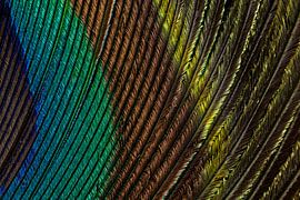 De kleurrijke lijnen van een pauwenveer van Marjolijn van den Berg