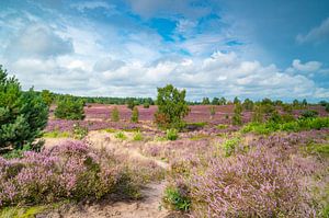 Path through blooming Heather plants