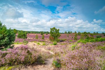 Pfad durch blühende Heidekrautpflanzen von Sjoerd van der Wal Fotografie