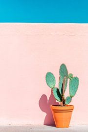 Cactus in front of a colourful background by Poster Art Shop