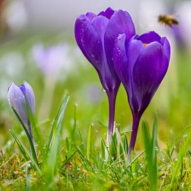 Fleurs de crocus violets dans le jardin sur ManfredFotos