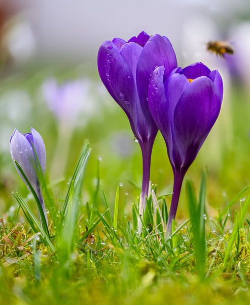 Fleurs de crocus violets dans le jardin par ManfredFotos