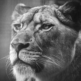 Close up portrait of a lion photography by Nikki IJsendoorn