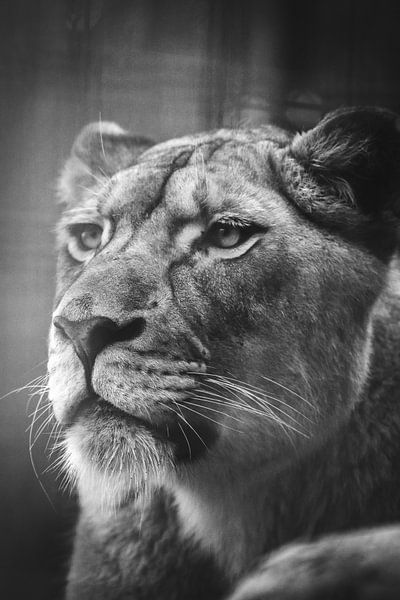 Close up portrait of a lion photography by Nikki IJsendoorn