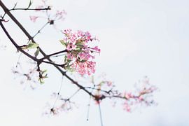 Flower in bloom by Marlous de Raad