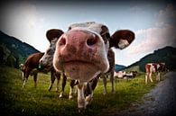 Alpenkoe van Eus Driessen thumbnail