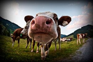 Alpine cow