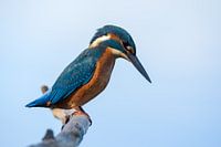 Kingfisher starring