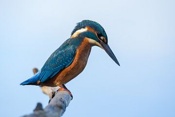 Kingfisher starring sur richard evers