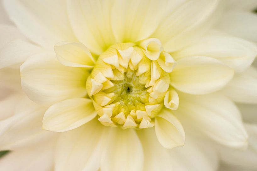 Want a lemon ice cream? by Monique van Helden