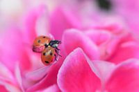 Liefheersbeestje in wolken van een bloem