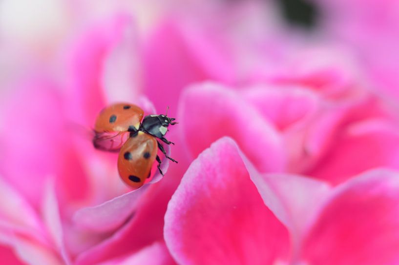 Liefheersbeestje in wolken van een bloem by Orhan Daud