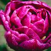 Close up purple tulip van Sonny Vermeer